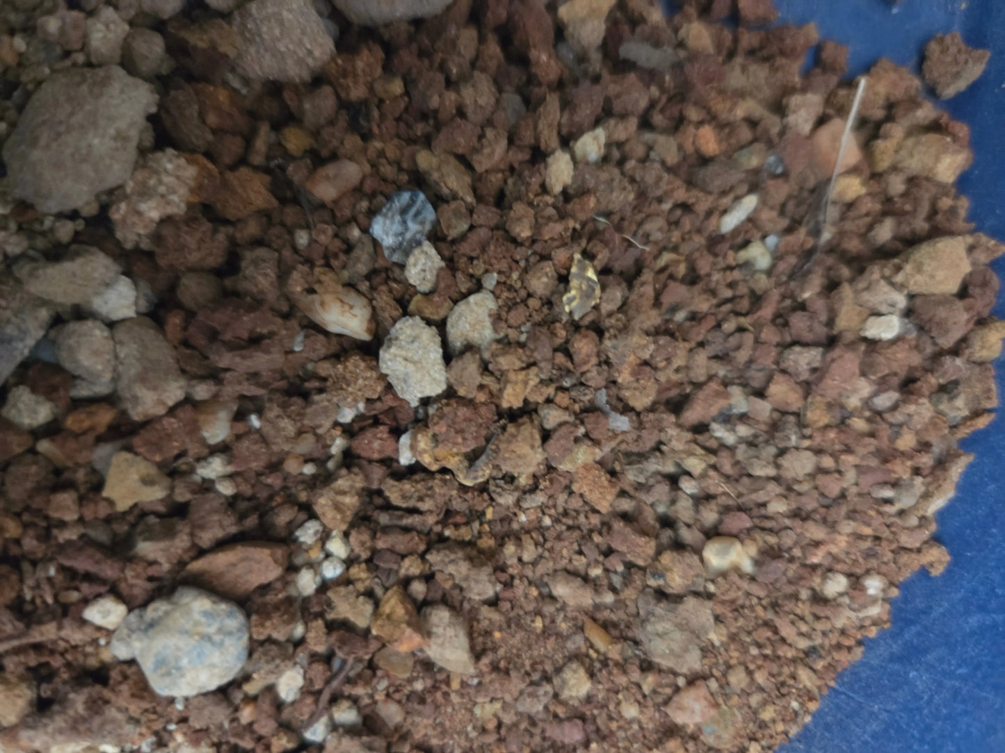 Gold pan at Home with Aussie Detectorist Guaranteed Gold Paydirt Bag Aussie Detectorist pty ltd - Shopify Register